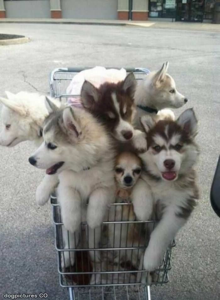 a cart full