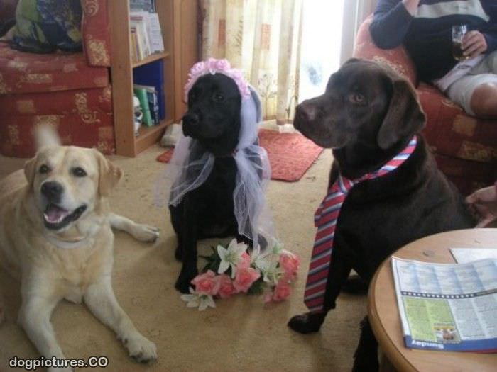 a dog wedding