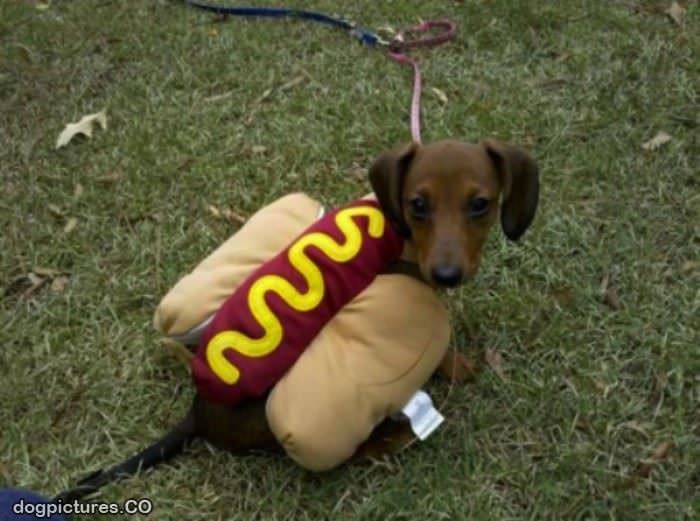 a hot dog