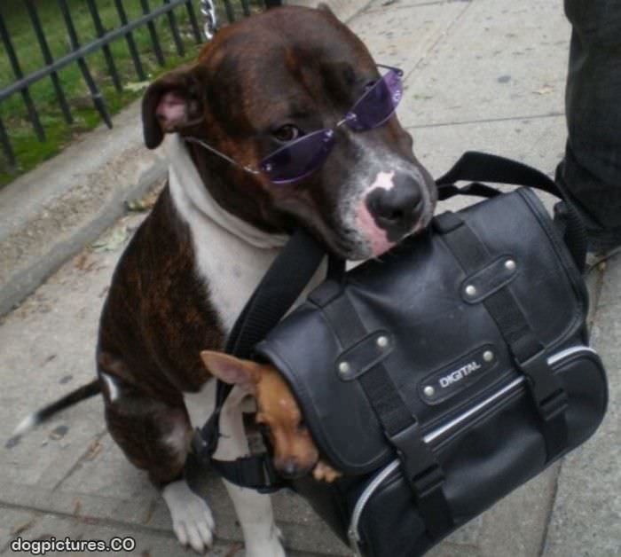 a real doggie bag