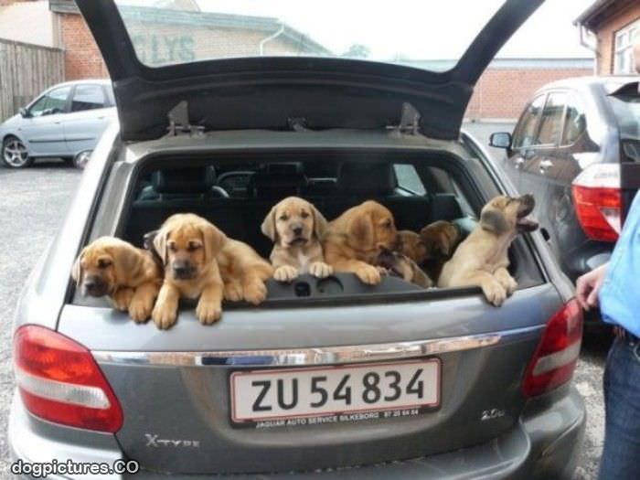 a trunk full