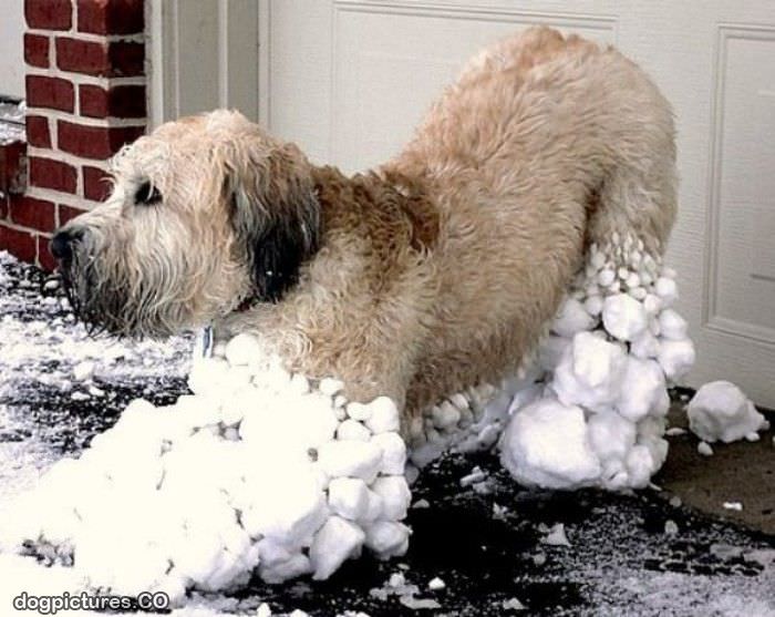 all snowy dog