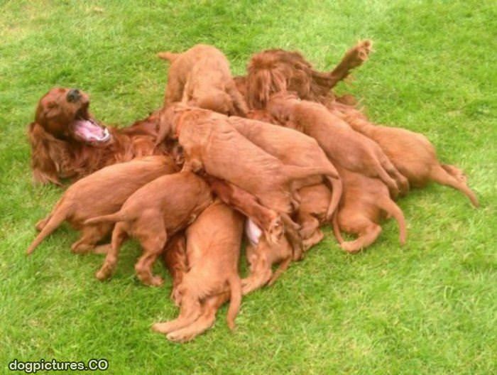 all these puppies