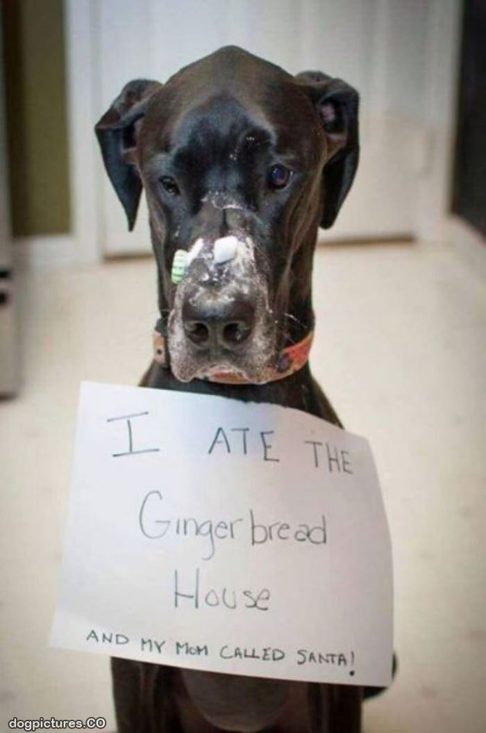 ate the gingerbread house