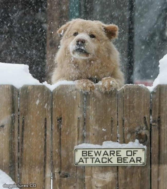 attack bear