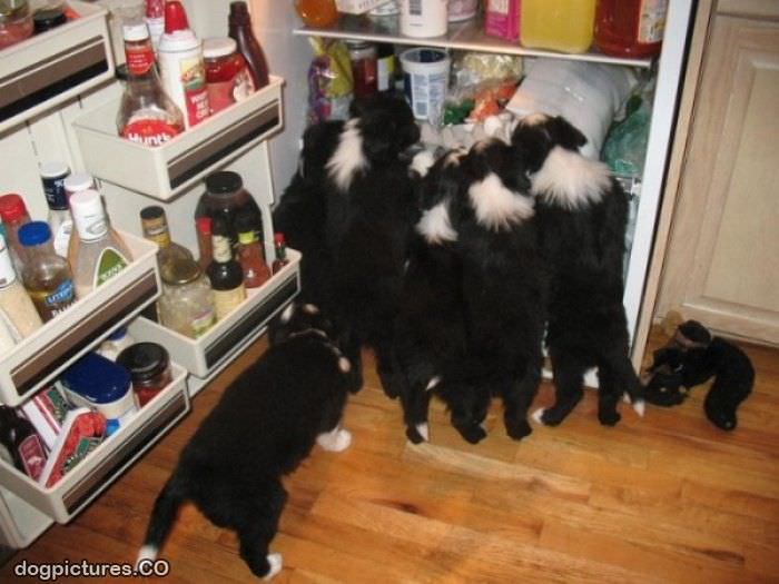 attack the fridge