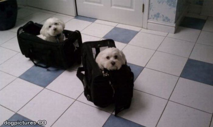 bags of puppies
