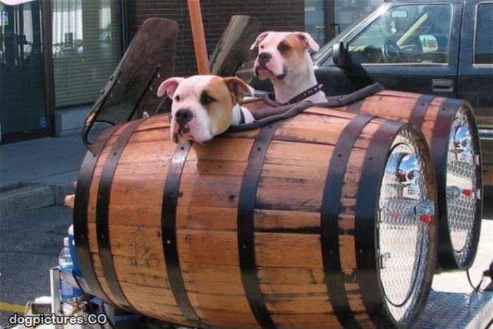 barrell dogs
