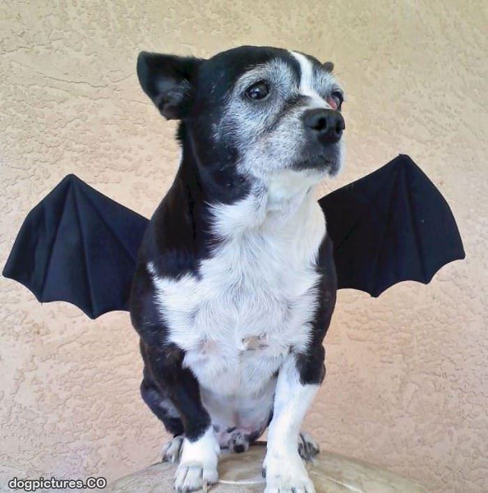 bat dog