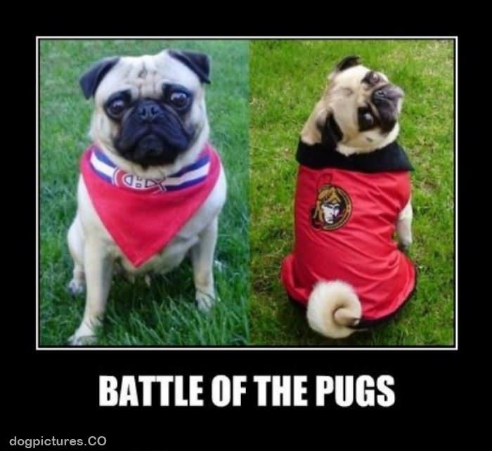battle of the pugs