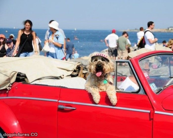 beach dog