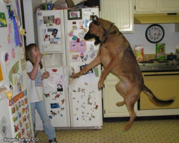 big jumping dog