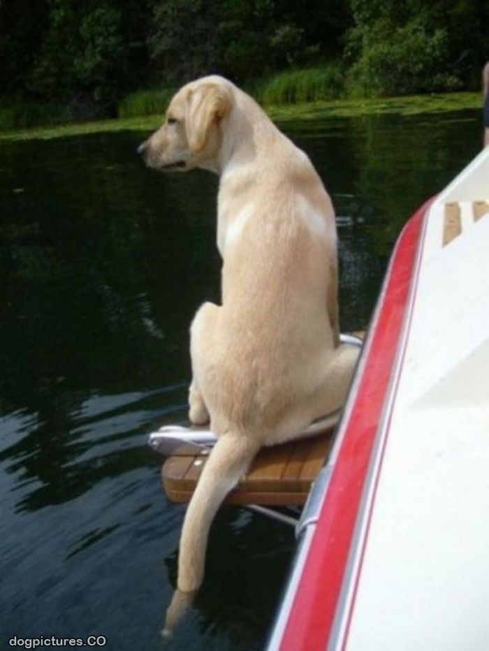 boater dog