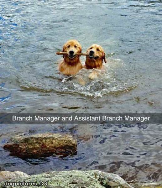 Branch_Manager.jpg