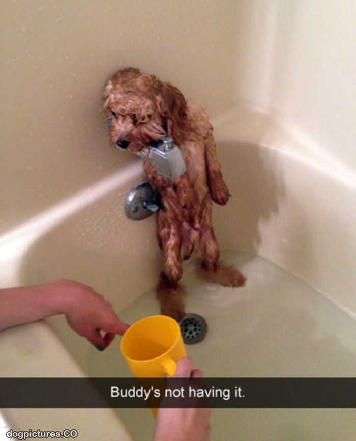 buddy hates baths