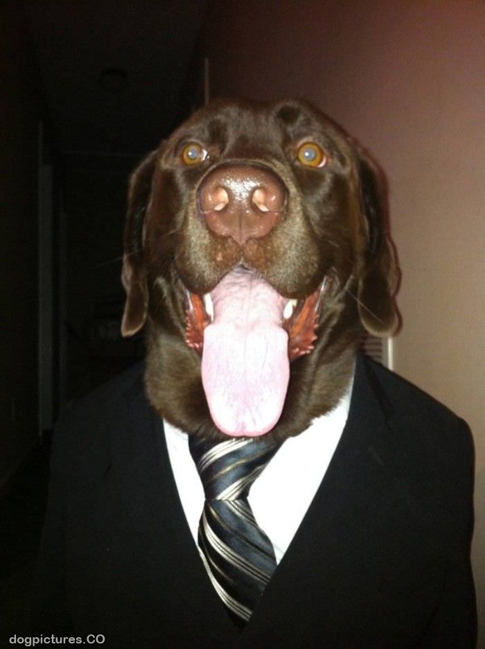 business dog is all business