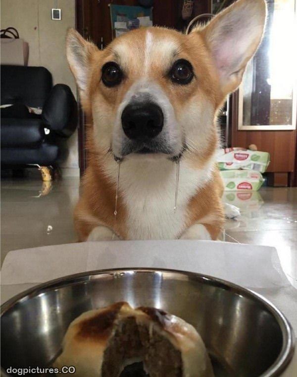can i has a bite yet