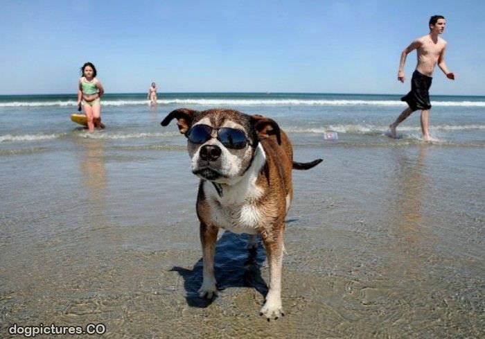 cool beach dog