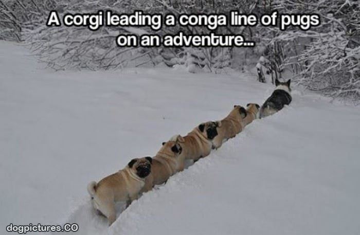 corgi conga snow line