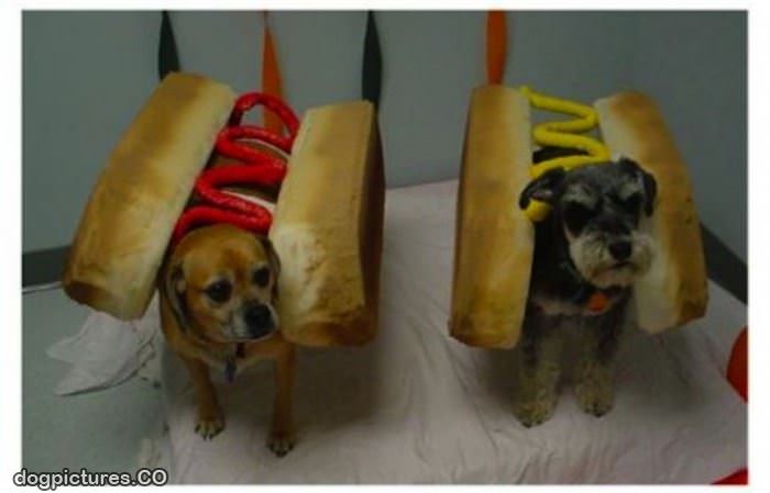 couple of hot dogs
