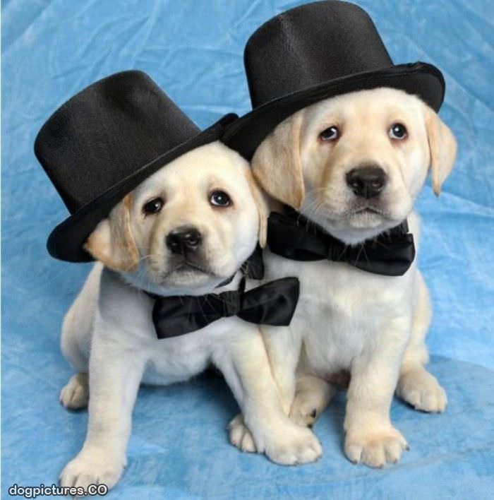 cute puppies in tophats
