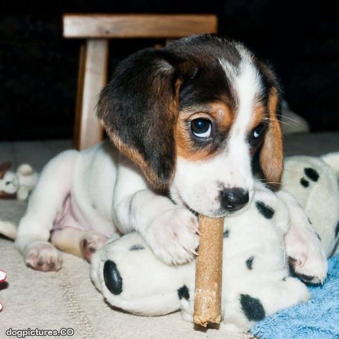 cutest puppy eyes
