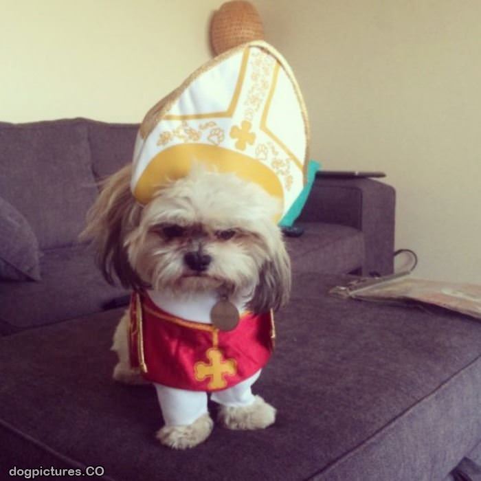 do you like my pope hat