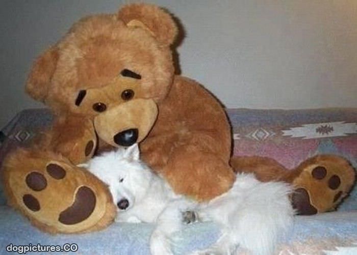 dog and bear