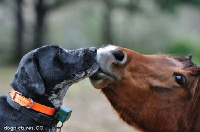 dog and horse kiss