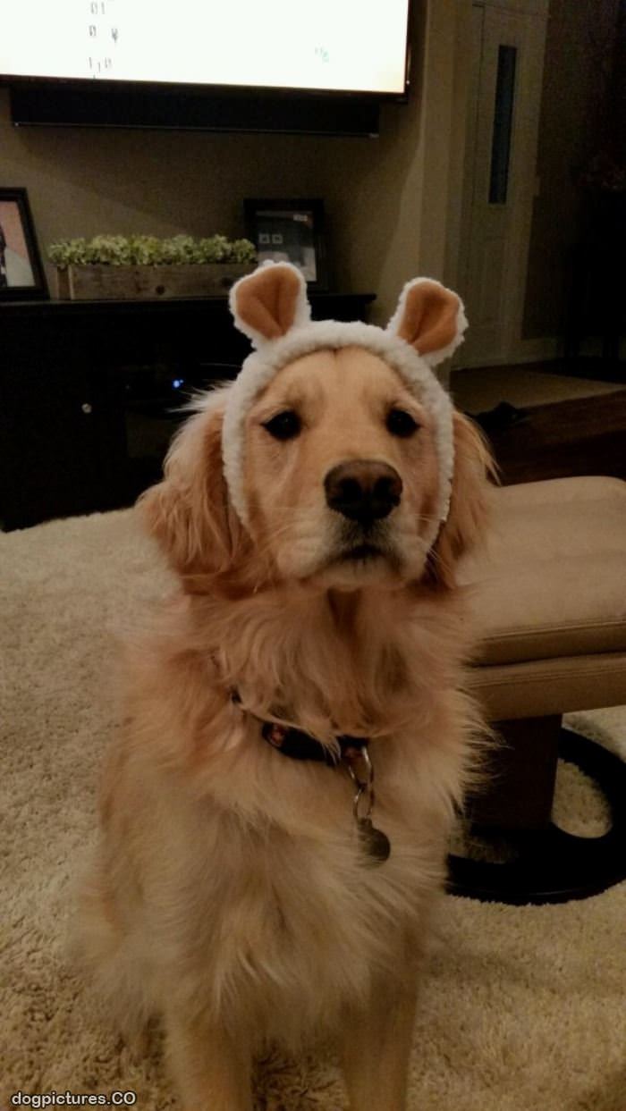 dog hat - Dog Pictures