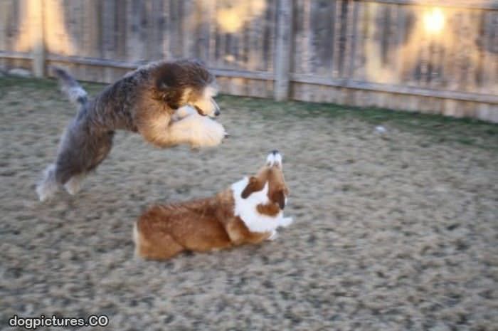 dog jump attack