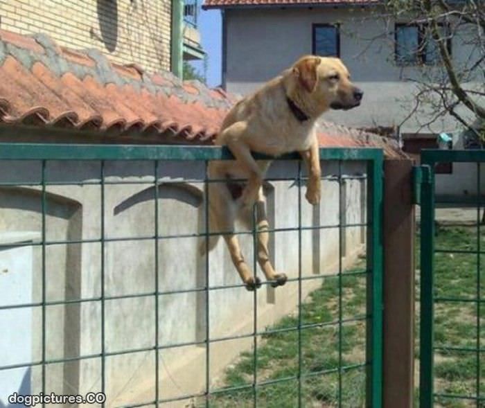dog relaxing on the fence