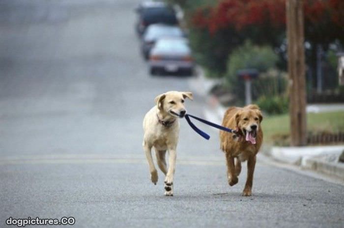 dog walking a dog
