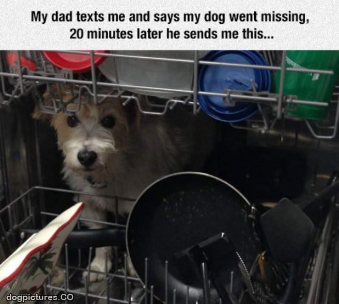 dog went missing