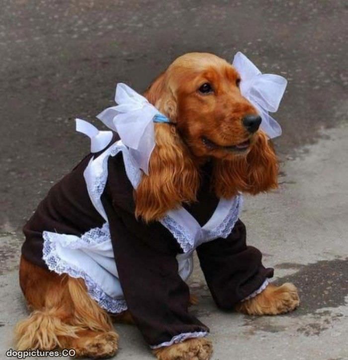 doggie maid