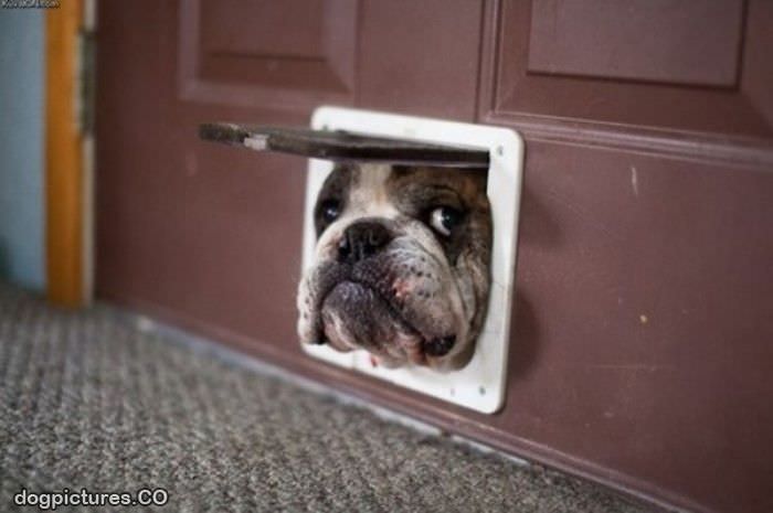 doggy door face