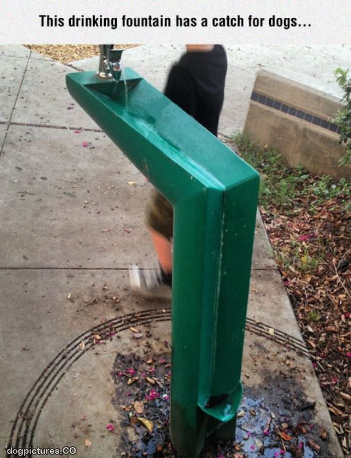 doggy drinking fountain