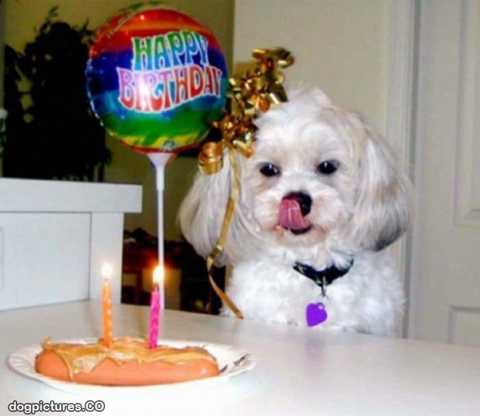 dogs birthday cake