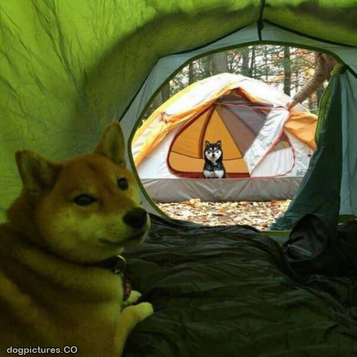 dogs tenting