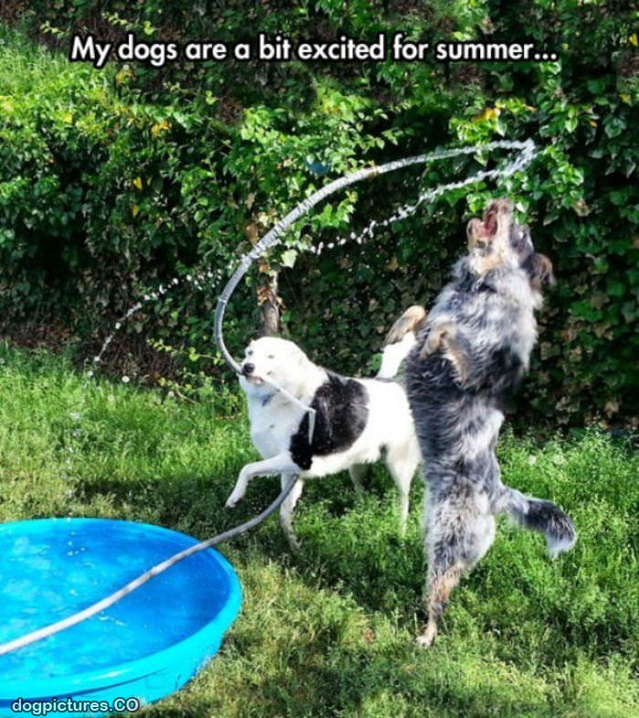 dogs that love summer