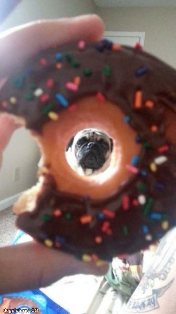 donut pug
