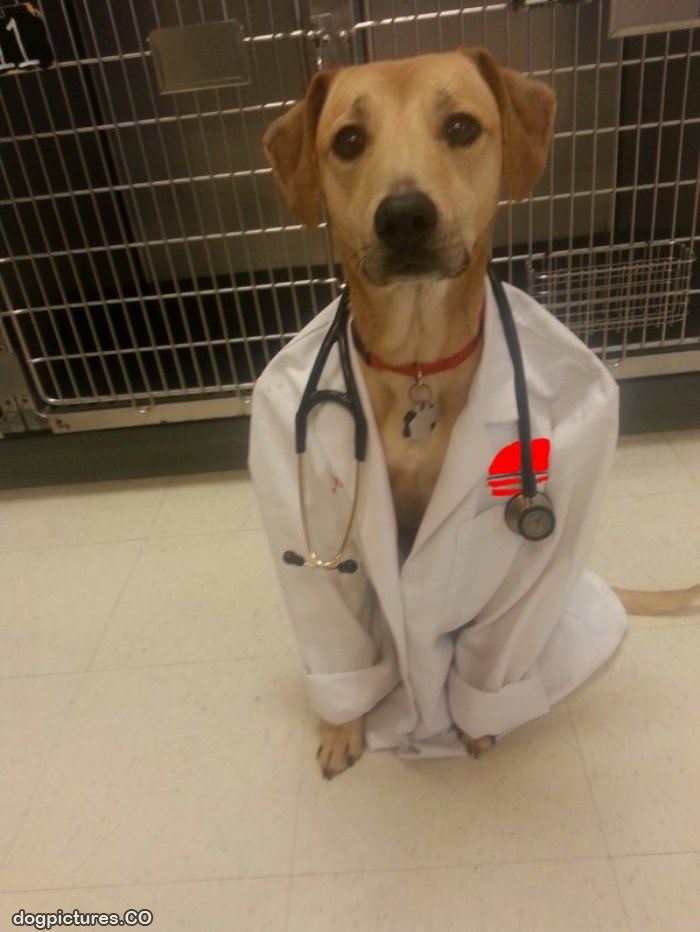 dr dog