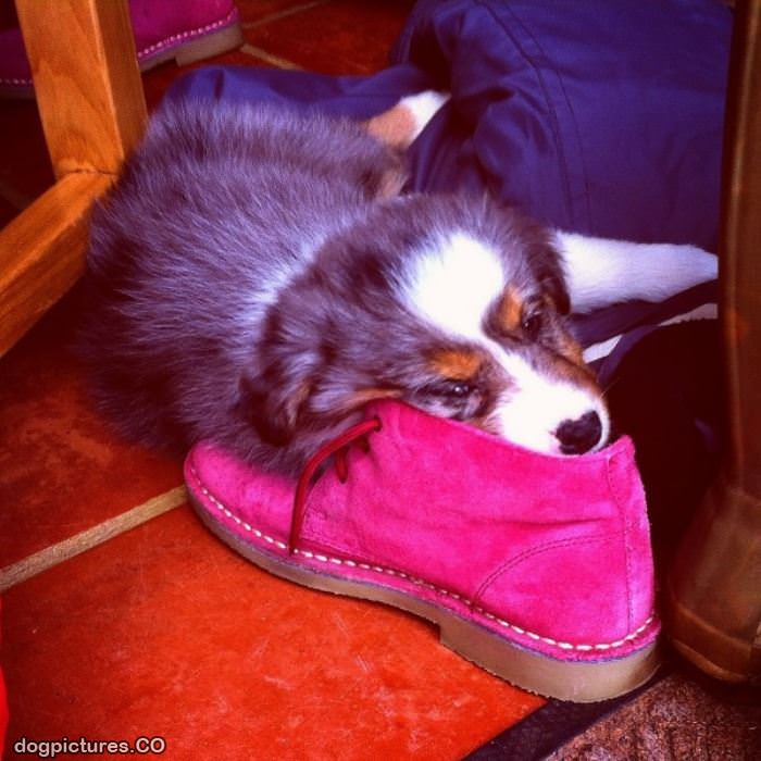 face in the shoe
