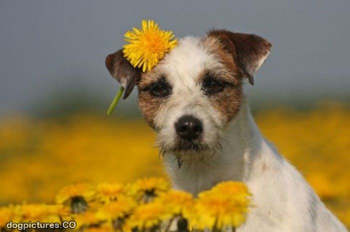 flower puppy