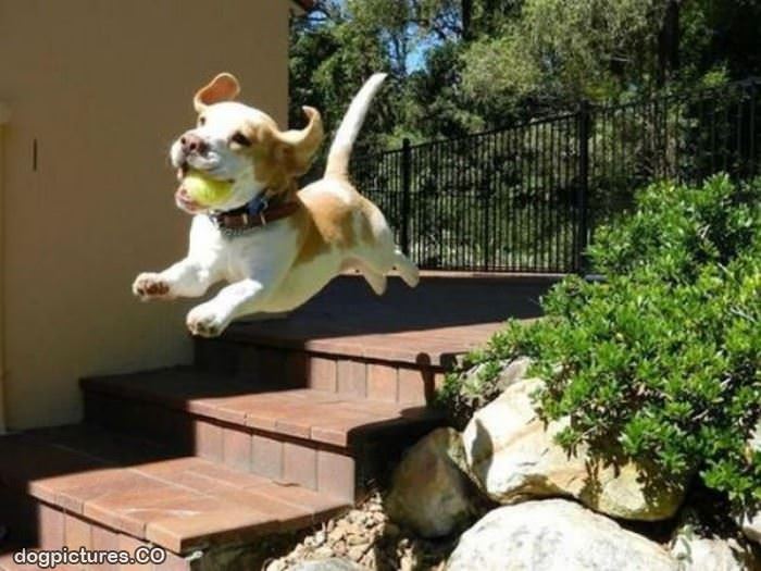 flying happy puppy