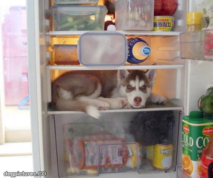 fridge dog
