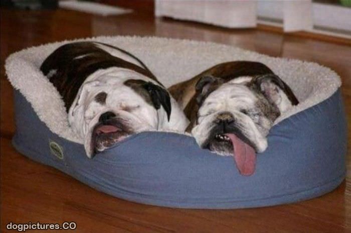 funny sleepers