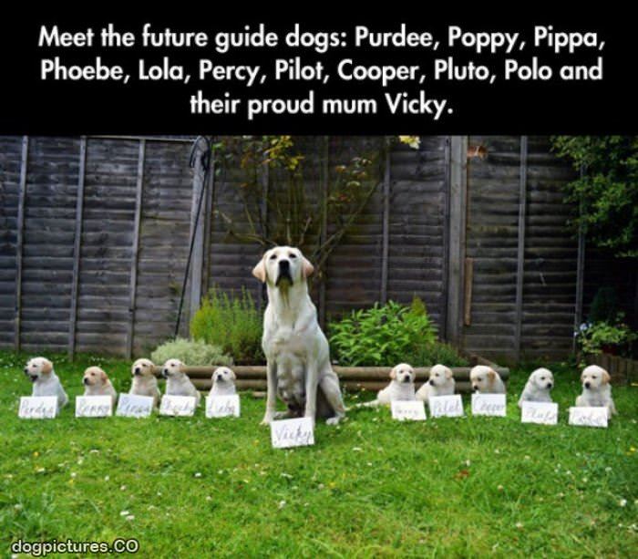 future guide dogs