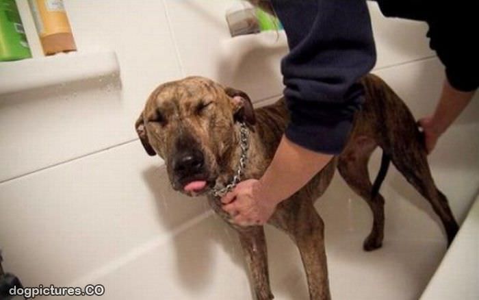 getting a bath