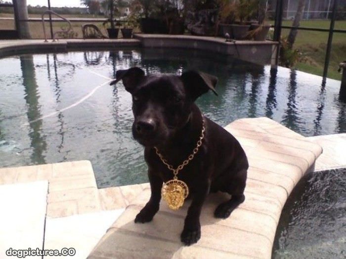 gold chain dog
